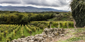 Vineyard of Tasca d'Almerita