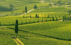 Tuscany proposes a plan “for the landscape”
