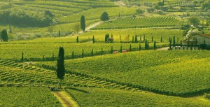 Tuscany proposes a plan for the landscape and all hell is let loose.