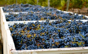 Italian Vintage 2014 and legendary wines harvest