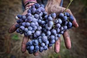 In Piedmont Nebbiolo is the king of the wine, but also Freisa is excellent!