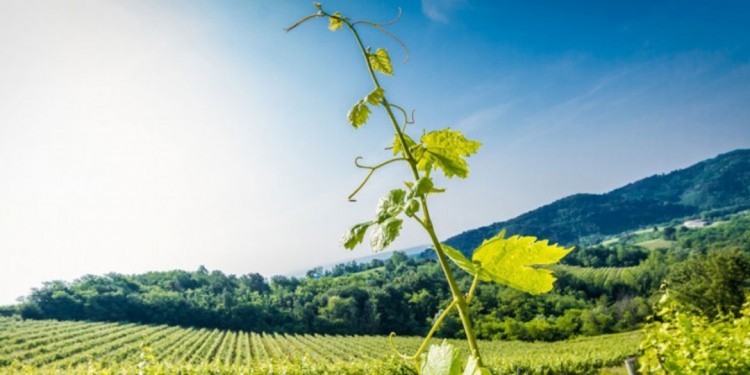 Weekend with Friuli wine, on the borders of Italian viticulture