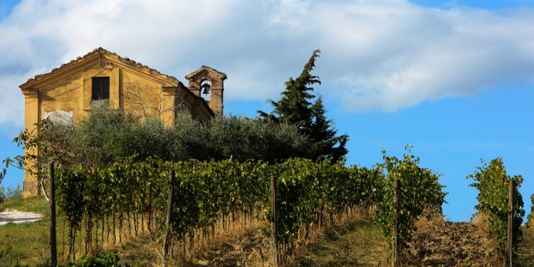 Verdicchio wine: a white with personality