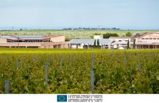 Rivera winery: fine wines from Apulia