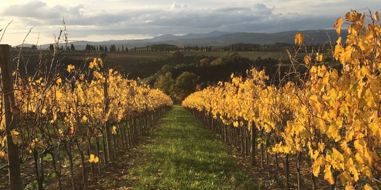 Banfi Sangiovese changes shape in the vineyard